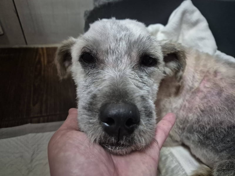 "Distelhündin" sucht ihr neues Zuhause