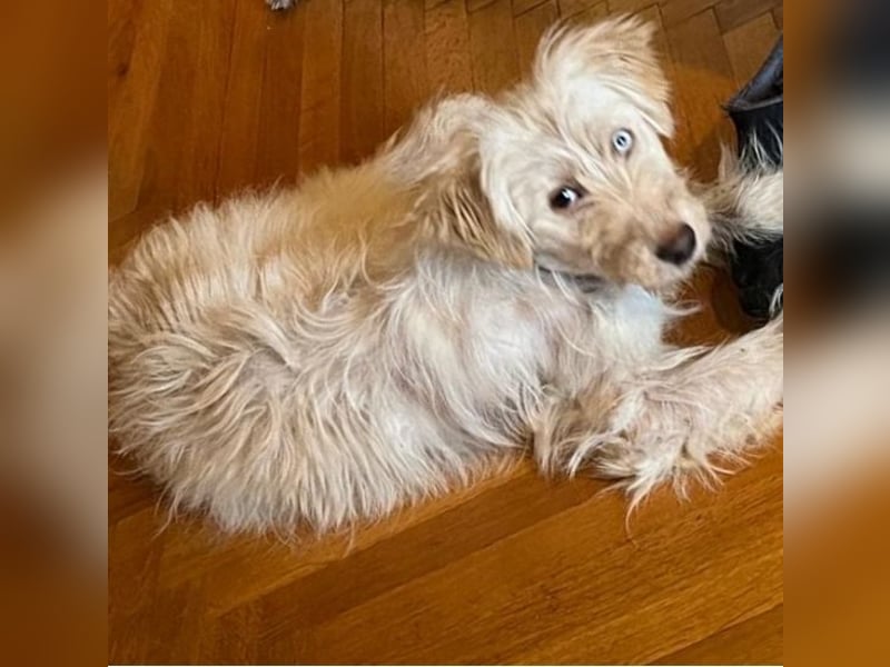 LUMA, entdeckt die Welt, 1 Jahr, 40 cm, Mischling, Pflegestelle 40223, Tierschutz Rumänien