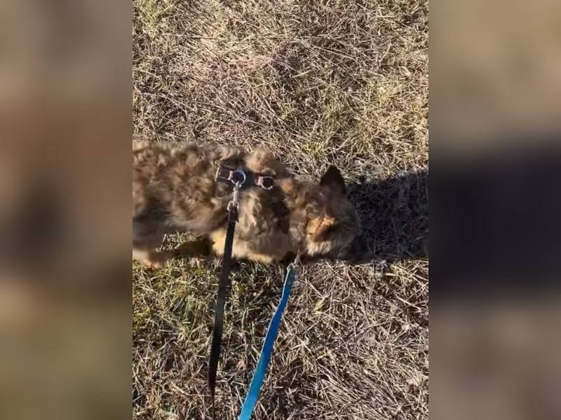 HEARTY, zuckersüßes Spielkind, 1 Jahr, 41 cm, Mischlingsmädchen, Tierschutz Rumänien