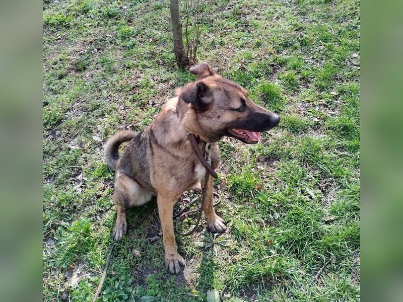 Mina Tierschutzhund sucht ein Zuhause