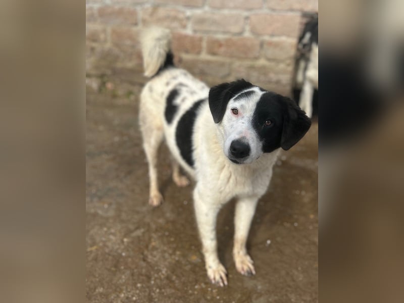 ⭐️SNOOPY⭐️, Spaßvogel und Spielkamerad, Rüde, 1 Jahr, 46cm, Mischling, Tierschutz