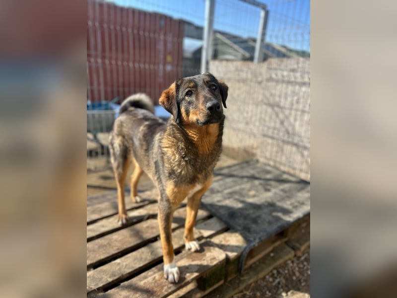 AMY, liebes Leckermäulchen, 2 Jahre, 45 cm, Mischling, Tierschutz Rumänien