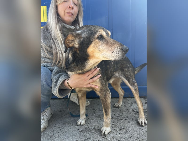 Akela möchte noch einmal Glück und Geborgenheit erleben