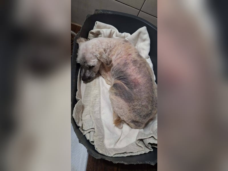 "Distelhündin" sucht ihr neues Zuhause