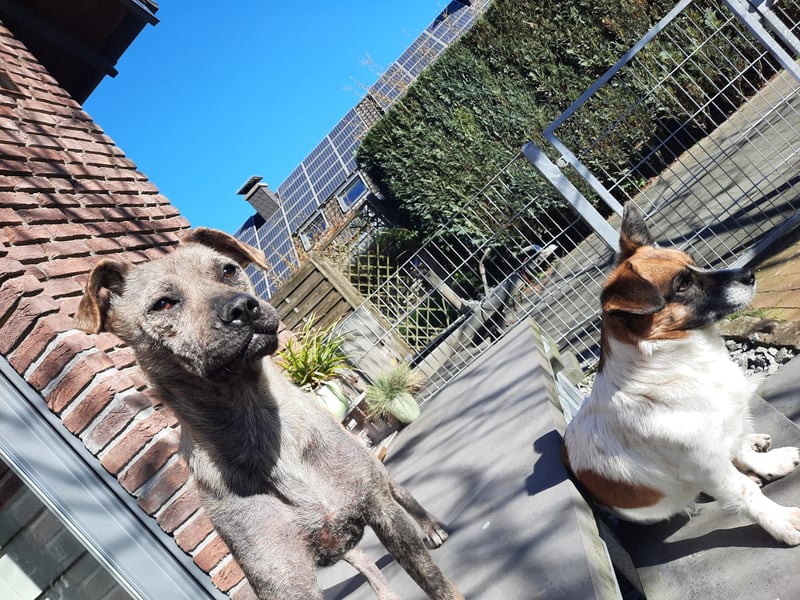 LIV, pure Liebe, 1 Jahr, 40 cm, Mischlingsmädchen, Tierschutz Rumänien, Pflegestelle 46359