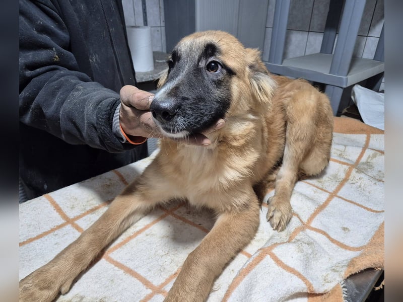 Welpenrüde 890529 sucht sein Körbchen