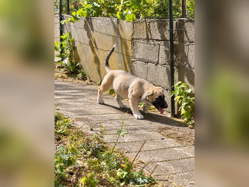 Birdie aus unserem Vogel Wurf wartet in Portugal auf dich!