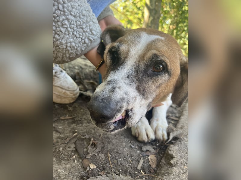 Bounty ist ein treuer Begleiter fürs Leben