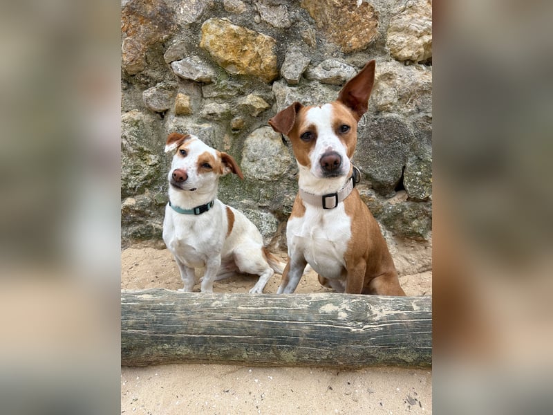 Aufgeschlossener Otis wartet in Portugal auf unserem Tierschutzhof!