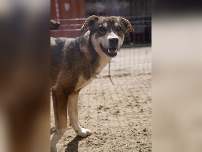 ⭐️ILKER⭐️, fröhlicher Hundejunge, 1 Jahr, 48 cm, Mischling, Tierschutz Rumänien