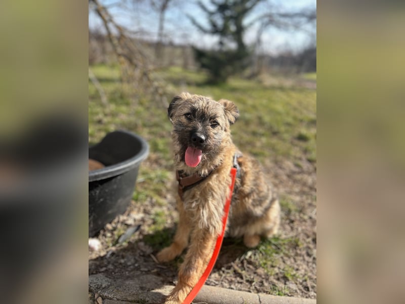 HEARTY, zuckersüßes Spielkind, 1 Jahr, 41 cm, Mischlingsmädchen, Tierschutz Rumänien