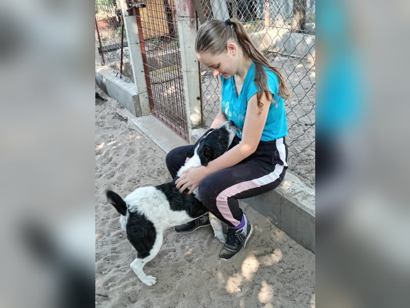 Rabies, ein Traumhund