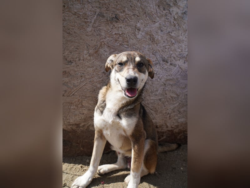 ⭐️ILKER⭐️, fröhlicher Hundejunge, 1 Jahr, 48 cm, Mischling, Tierschutz Rumänien
