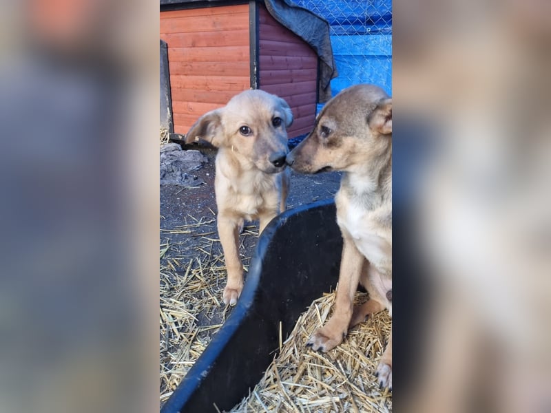 ⭐️Armani⭐️, aufgeweckter Welpe, Rüde, 6 Monate, im Wachstum, Mischling, Tierschutz