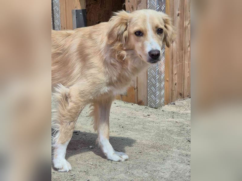 ⭐️SUNSHINE⭐️, Hündin, 2,5 Jahre, 42 cm, Mischling, Tierschutz