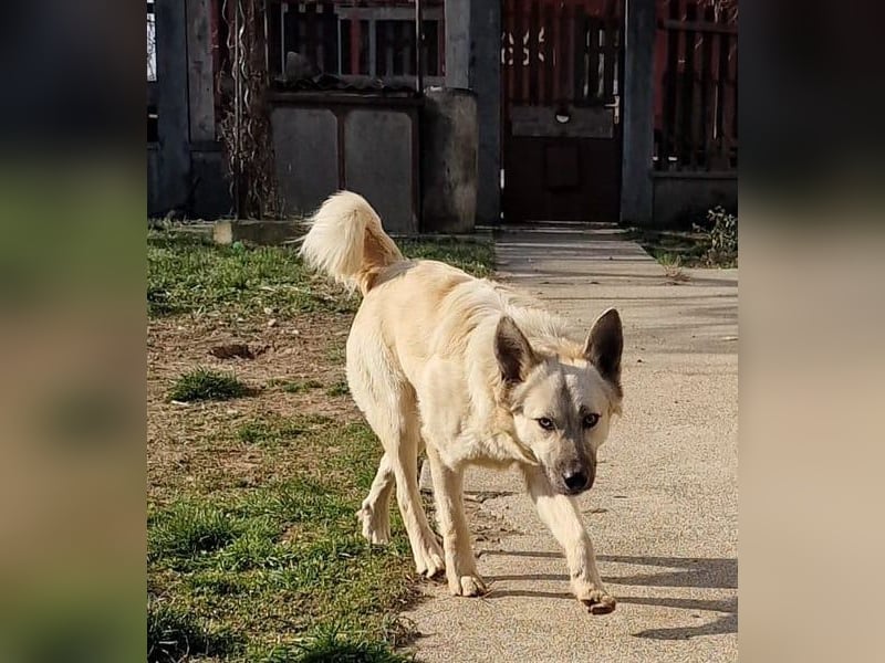 Süsser verspielter Paco möchte Rumänien verlassen