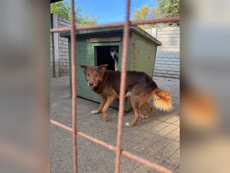 Karesz sucht Gnadenplatz