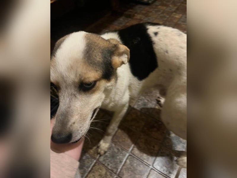 PICCOLO, besonderer Rüde, 1 Jahr, 45 cm, Mischling, Tierschutz