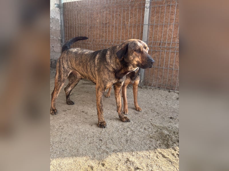 ⭐️ZICO⭐️, besonderes Seelchen, Rüde, 3,5 Jahre, 48 cm, Mischling, Tierschutz Rumänien