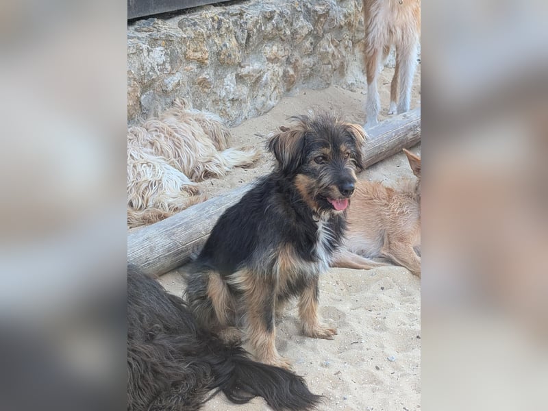 Menschenbezogener Benno wartet in Portugal auf seine Menschen!