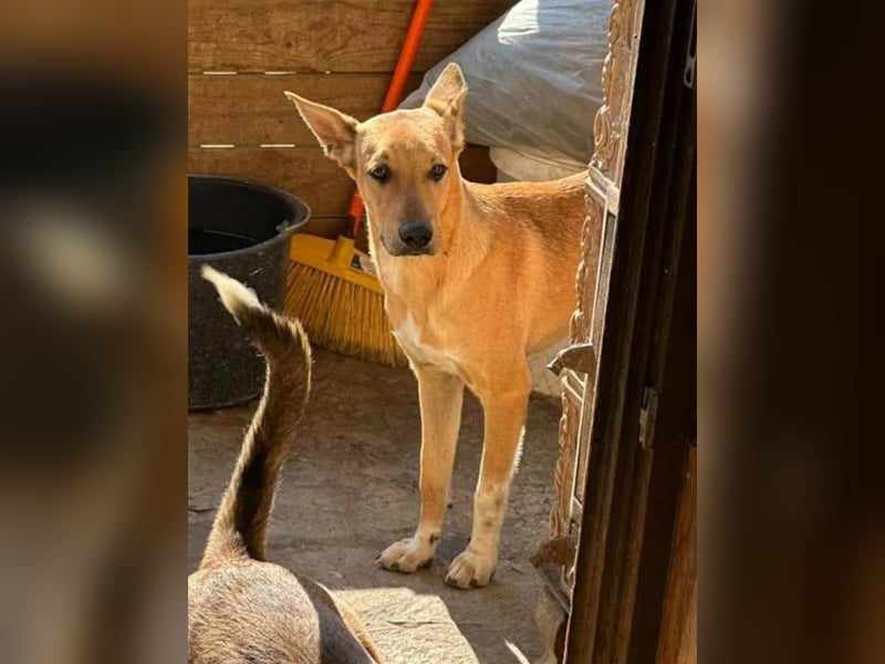 ⭐️PIRI⭐️, Rüde, 3 Jahre, 46 cm, Mischling, Tierschutz