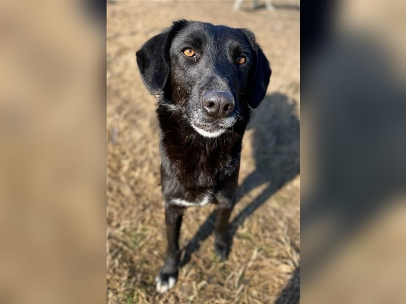 Africa, geb. ca. 01/2019, lebt in GRIECHENLAND, im städt. Tierheim Serres