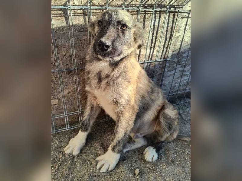 ⭐️HOPPI⭐️, fröhlicher Welpenmann, 8 Monate, 40 cm, Mischling, Tierschutz