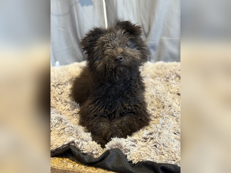 Palko sucht einen Schutzengel