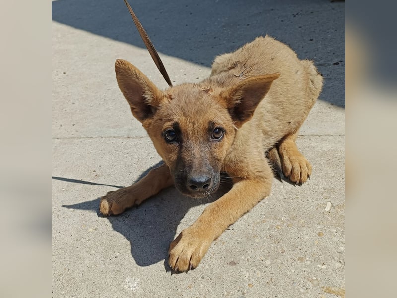 Lita ist ausreisebereit – wer öffnet sein Zuhause?