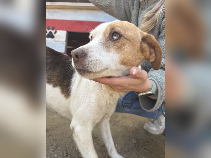 Picúr sucht ein Herz, das sie liebt