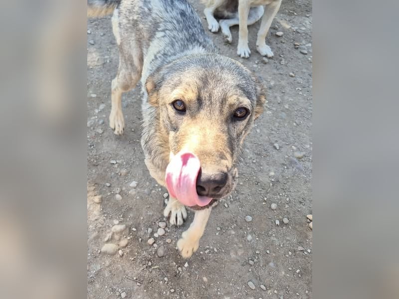 Traumrüde 080944 sucht sein eigenes Zuhause