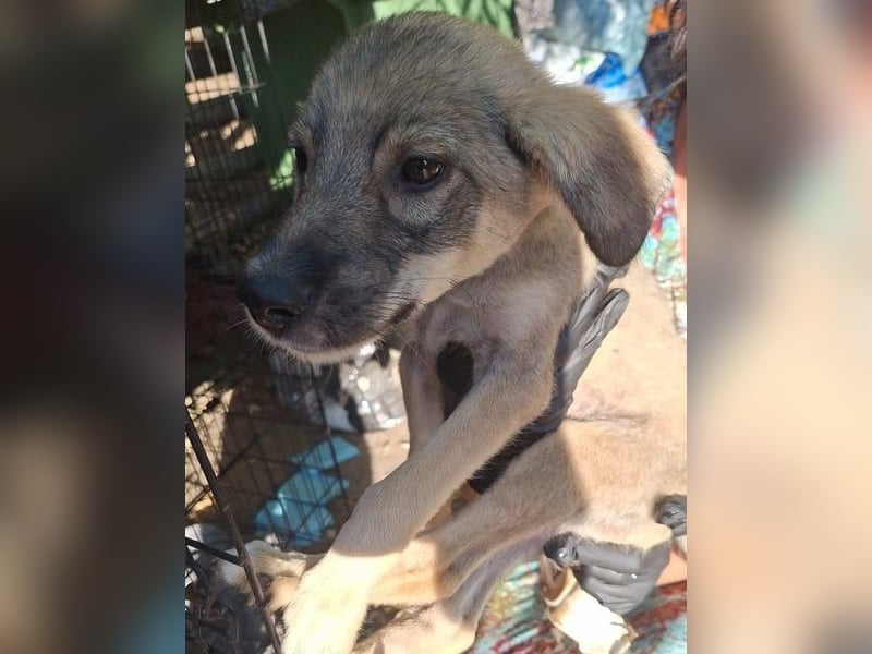 ⭐️ASIMO⭐️, Rüde, 5 Monate, im Wachstum, Mischling, Tierschutz