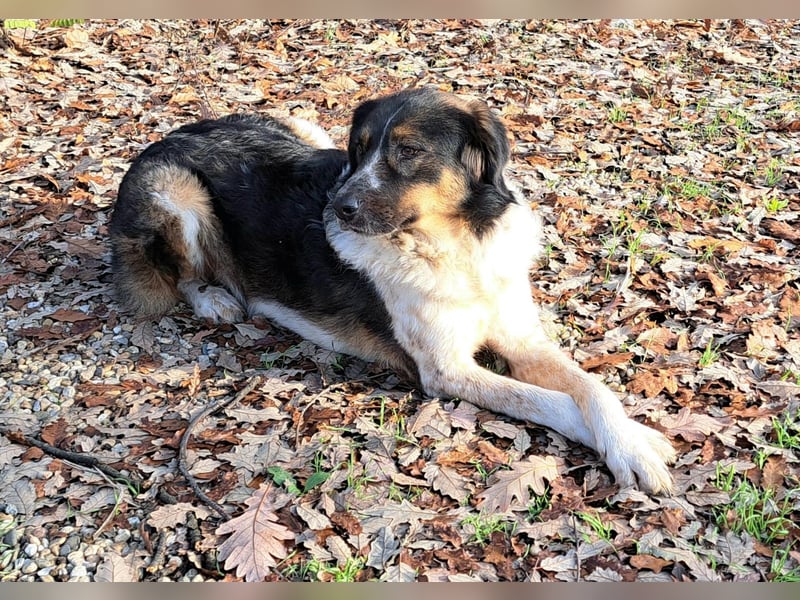 Rüde Bandit lebt in Rumänien bei einer Pflegefamilie