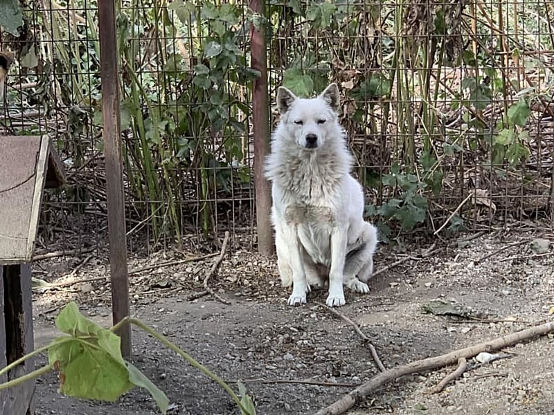 Die bezaubernde LISA sucht ihre Menschen-1