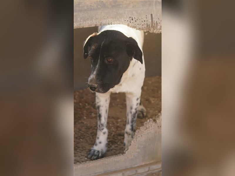 Yaska, geb. ca. 02/2022, lebt in GRIECHENLAND, im städt. Tierheim Serres