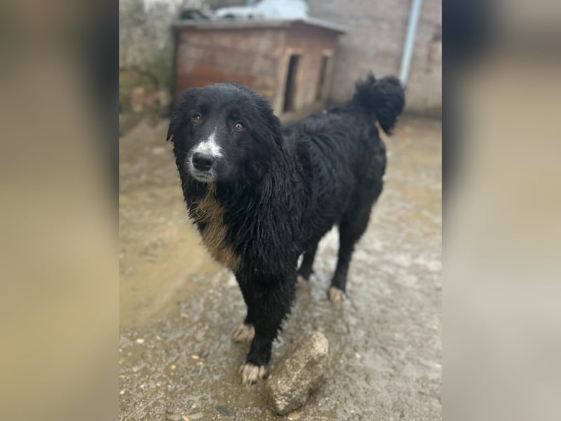 ⭐️GOYA⭐️, Hündin, 7 Monate, 47 cm, Mischling, Tierschutz