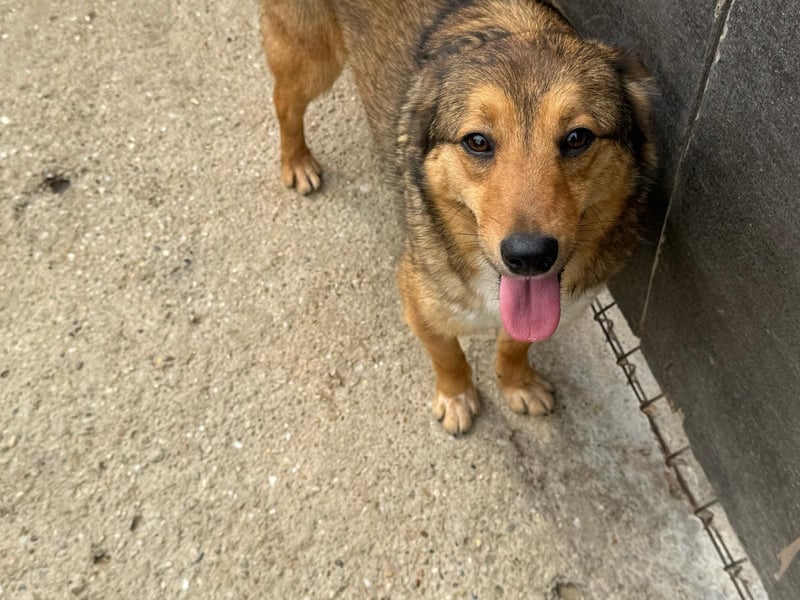 Hündin 028411 sucht ihr Zuhause