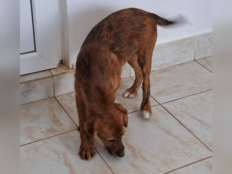Stela sucht ein liebevolles Zuhause
