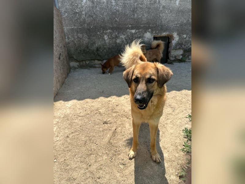 ⭐️DISSY⭐️, schöner Schatz, Hündin, 3 Jahre, 49 cm, Mischling, Tierschutz Rumänien