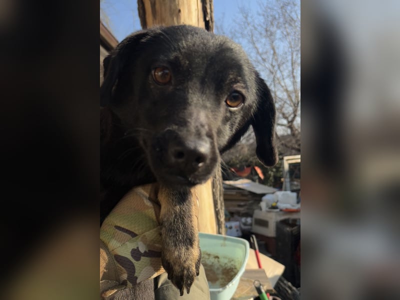 ⭐️BERYLL⭐️, für immer treu, Hündin, fast 3 Jahre, 41 cm, Mischling, Tierschutz