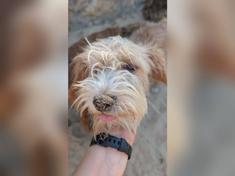 Zauberhafte Fritzi wartet auf unserem Tierschutzhof in Portugal!