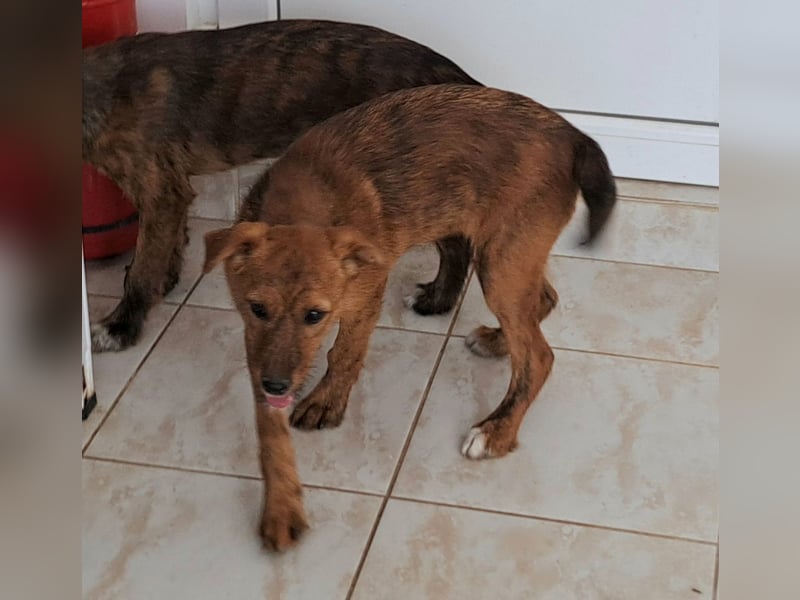 Stela sucht ein liebevolles Zuhause