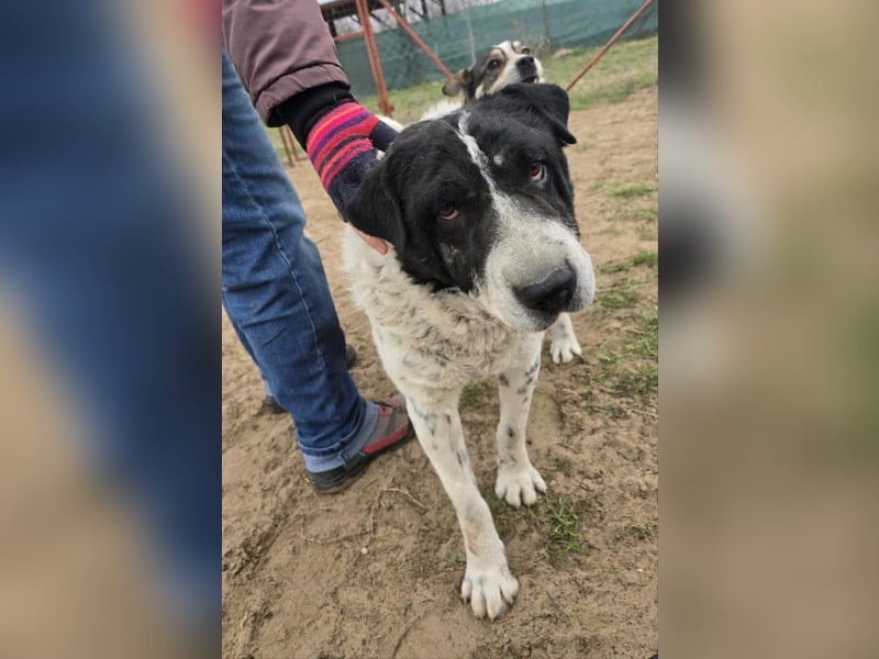 Rabies, ein Traumhund