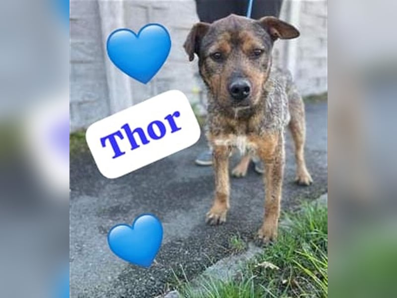 Der süße sehr liebe Thor wartet in Rumänien auf die Ausreise