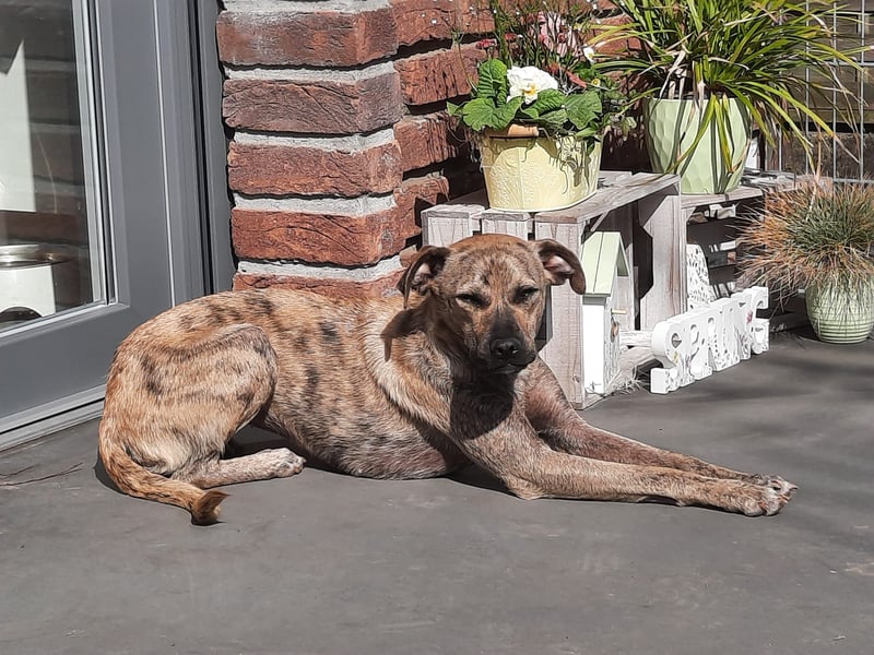 LIV, bedingungslose Liebe, 1 Jahr, 40 cm, Mischlingsmädchen, Tierschutz Rumänien, Pflegestelle 46359