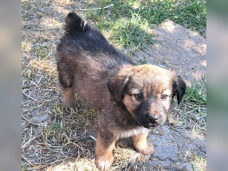 Die kleine Arya sucht ihr Glück