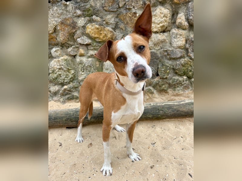 Aufgeschlossener Otis wartet in Portugal auf unserem Tierschutzhof!