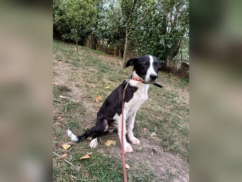 Ziko Tierschutzhund  sucht ein Zuhause