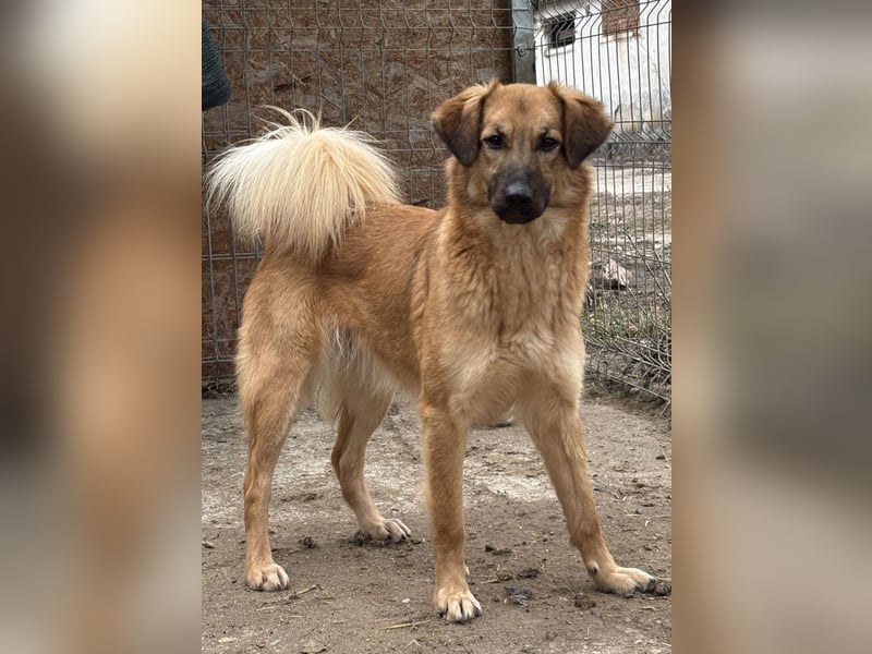 ⭐️DISSY⭐️, schöner Schatz, Hündin, 3 Jahre, 49 cm, Mischling, Tierschutz Rumänien