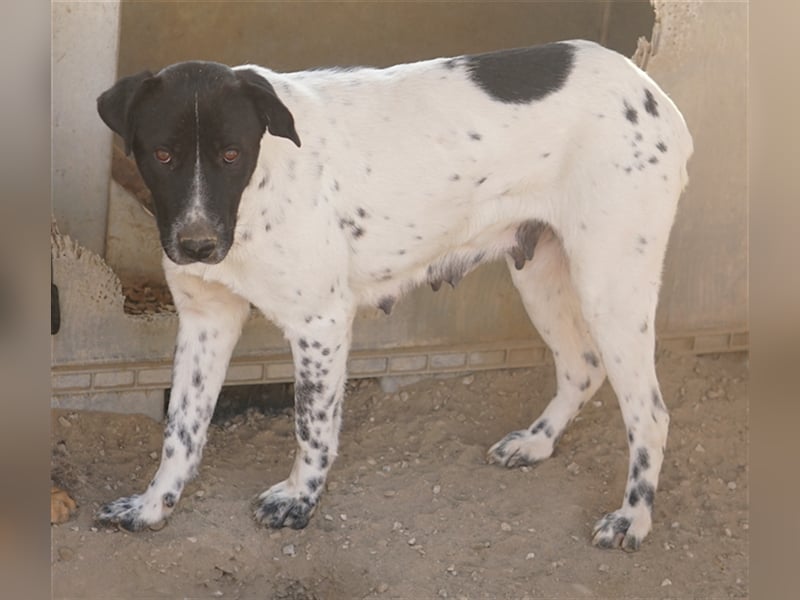 Yaska, geb. ca. 02/2022, lebt in GRIECHENLAND, im städt. Tierheim Serres